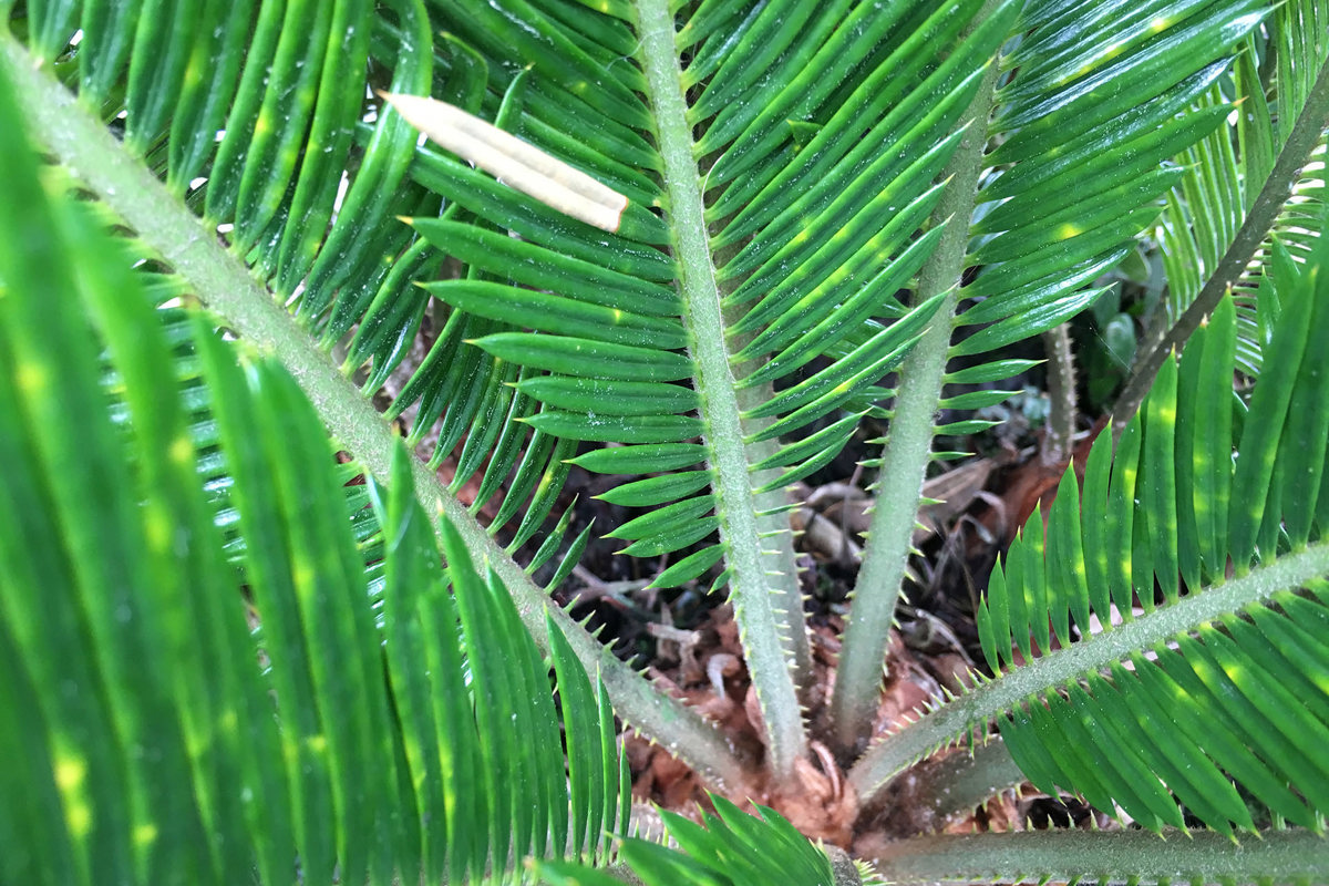 Cycas revoluta (4).jpg